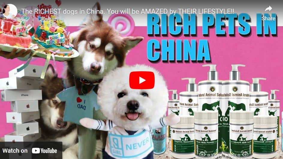 The Richest Dogs In China. You Will Be Amazed By Their Lifestyle!!